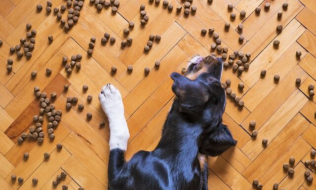 Co zbożowe karmy robią z psim organizmem