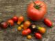 Ekologiczne BIO pomidory