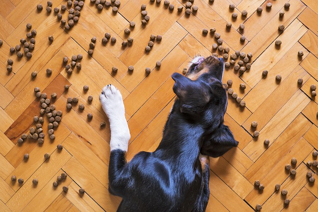 Co zbożowe karmy robią z psim organizmem