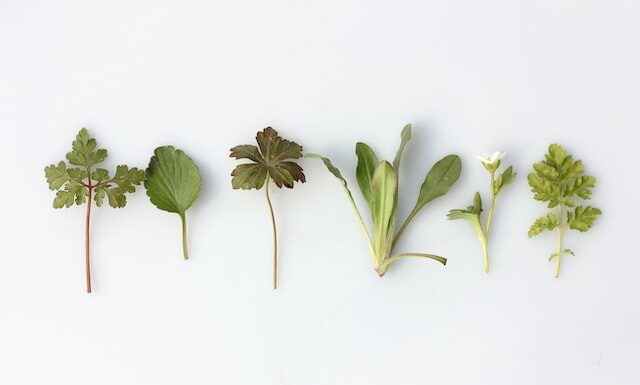 Jakie zioła wykorzystać do domowego zaparzenia herbaty na zdrowie i odporność