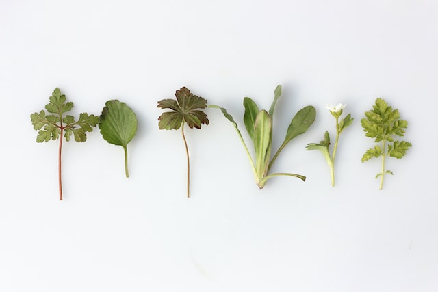 Jakie zioła wykorzystać do domowego zaparzenia herbaty na zdrowie i odporność