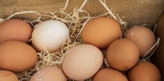 Różnice w smaku i jakości jaj zależnie od sposobu hodowli