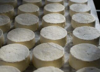 Jakie są wymagania dotyczące produkcji ekologicznego mleka i sera
