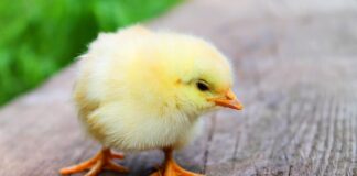 Co zrobić żeby kurczak był soczysty?