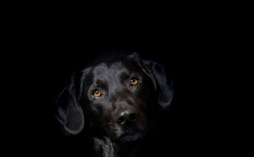 Co zrobić żeby hybryda długo się trzymała? Co zrobić żeby hybryda długo się trzymała?